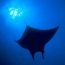 Manta Ray's Avatar