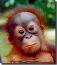 OrangUtan's Avatar